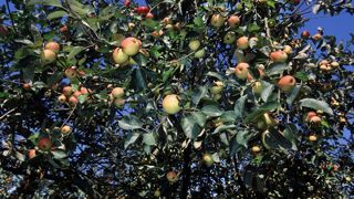 FranceAgriMer précise que toutes les variétés de fruits à cidre sont éligibles (en pommes et poires) au dispositif d’aide à la plantation de vergers pour la campagne de 2025-2026. FranceAgriMer précise que toutes les variétés de fruits à cidre sont éligibles (en pommes et poires) au dispositif d’aide à la plantation de vergers pour la campagne de 2025-2026.
